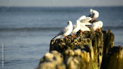 Lachmöwen in der Ostsee auf Buhnen