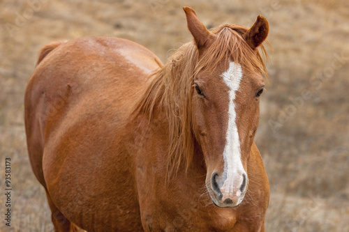 Close up of horse.