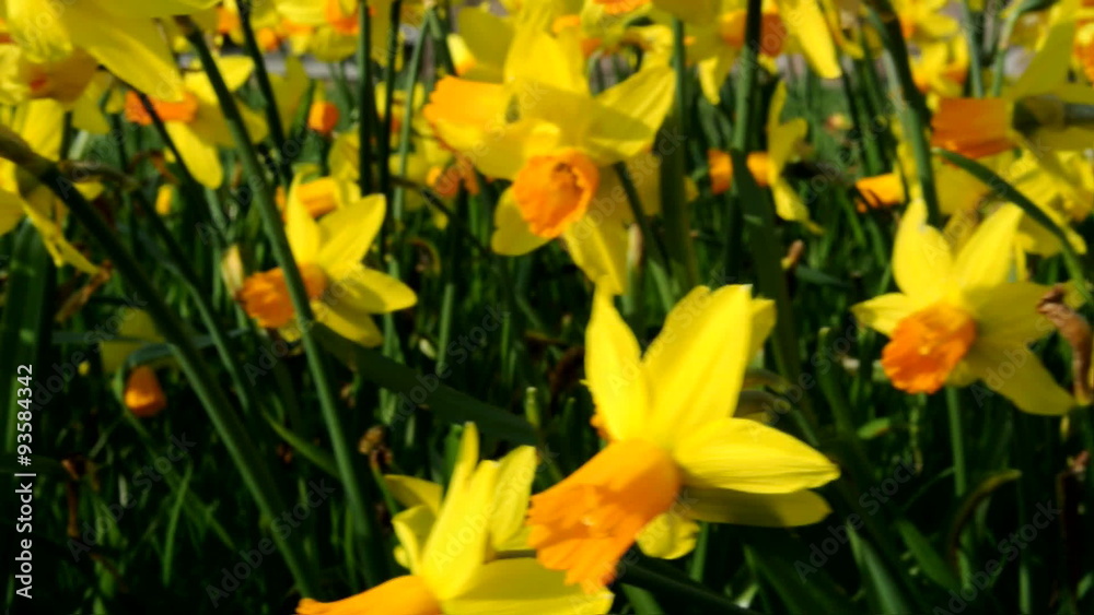 Yellow Daffodils or Narcissus flowers in the wind. Yellow Daffodils or Narcissus flowers in the wind.