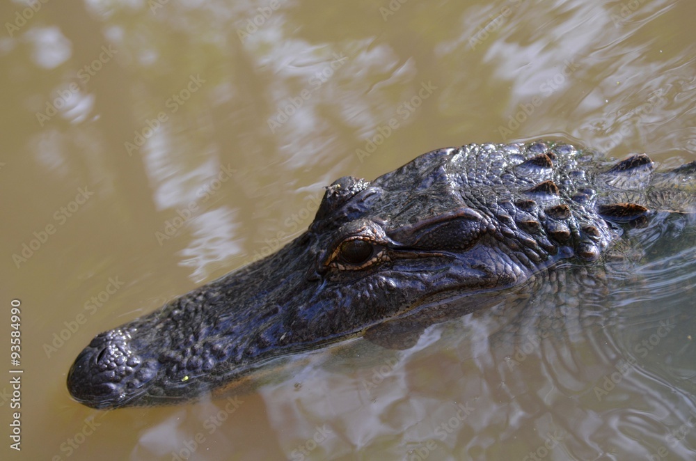 Alligator head, macro of alligator as he is swimming in the bayou of a Louisiana swamp Alligator head, macro of alligator as he is swimming in the bayou of a Louisiana swamp