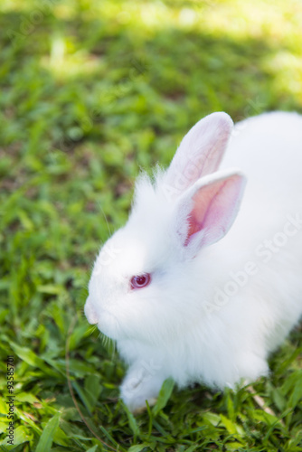 white rabbit on the grass in garden
