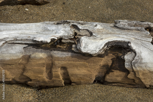 Cavities in driftwood log at Flagstaff Lake in northwestern Main