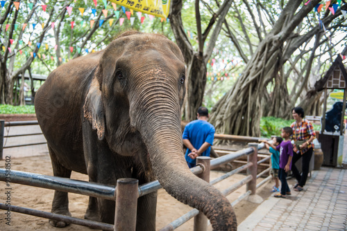 Elephant in zoo