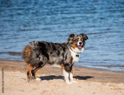 Billede på lærred Australian Shepherd pure bred puppy dog on beach