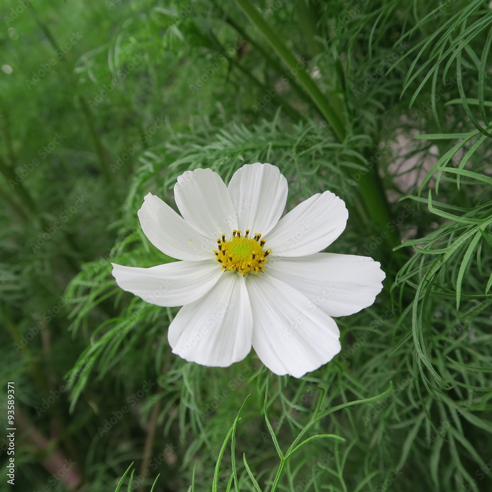 Cosmos bipinnatus Cosmos bipinnatus