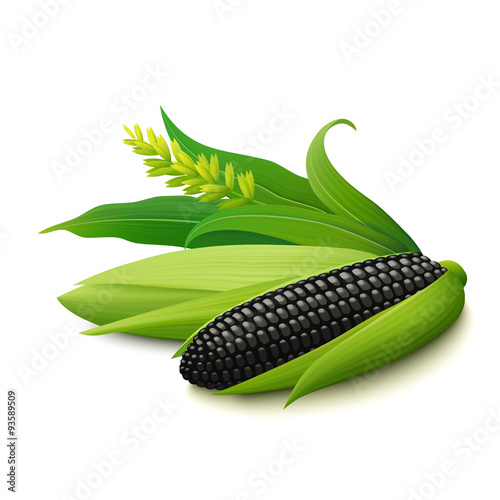 Black corn on the cobs on white background