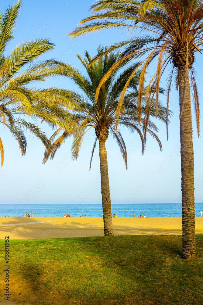 Travel Malagueta beach with palm trees and blue sea in Malaga Sp Travel Malagueta beach with palm trees and blue sea in Malaga Sp