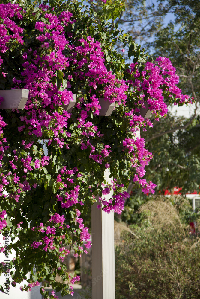 Naklejka premium Decorative aegean and mediterranian flower begonia