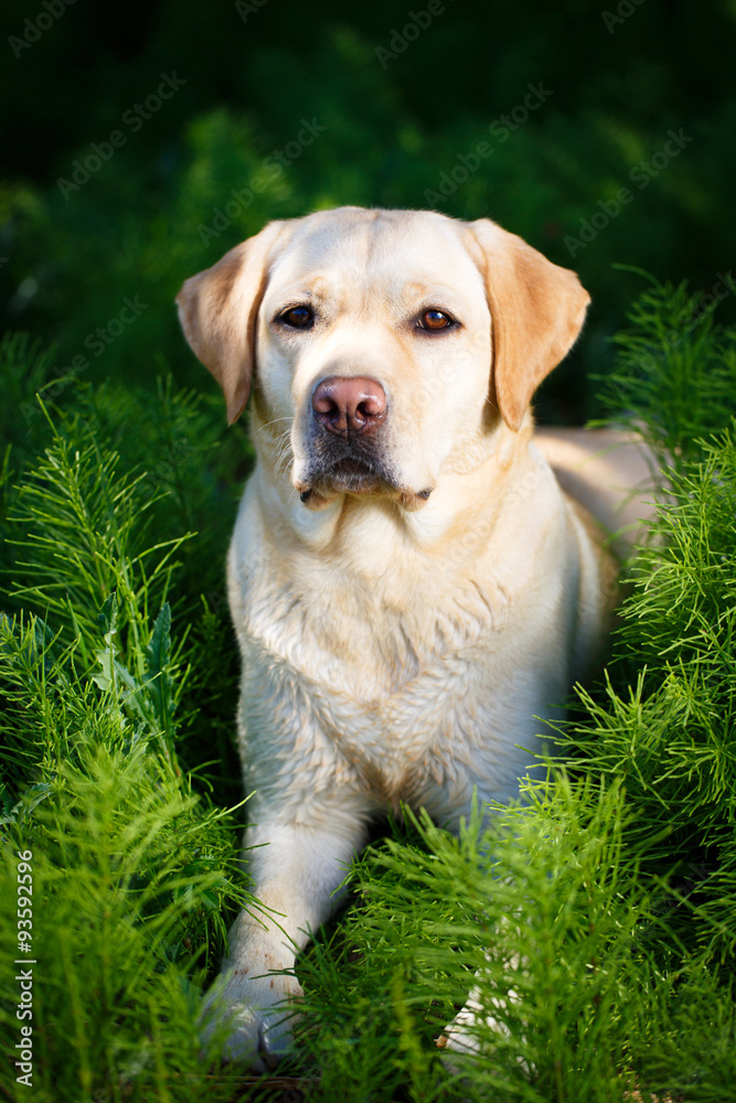 labrador retriever dog