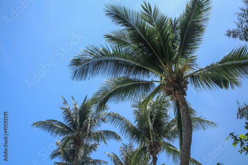 Top of palm tree on the beach during sunny day on the tropical island in Southern of Thailand.