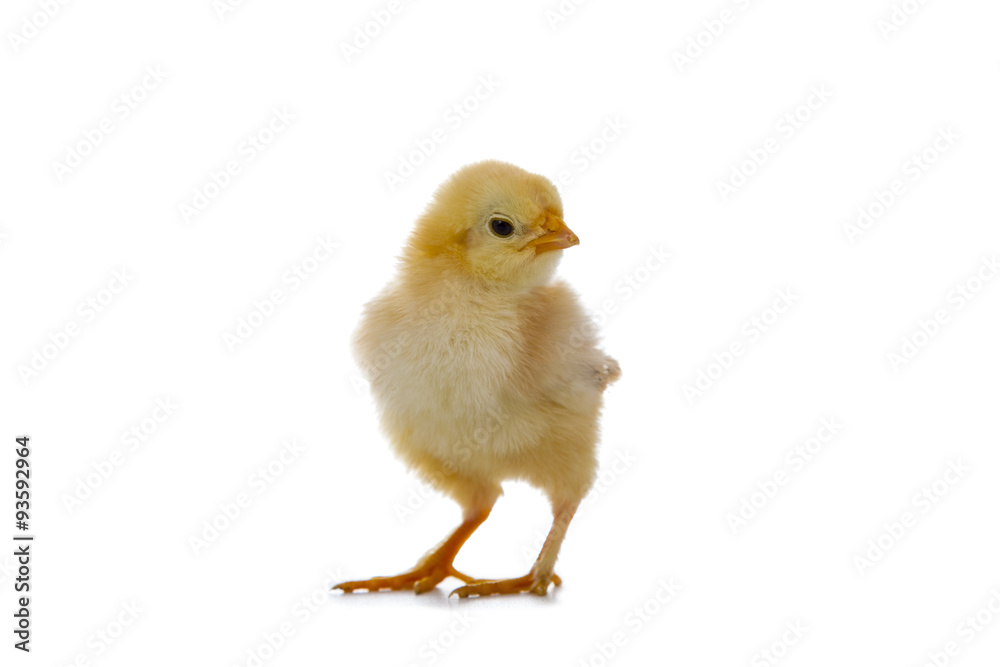 Yellow chicken Yellow chicken