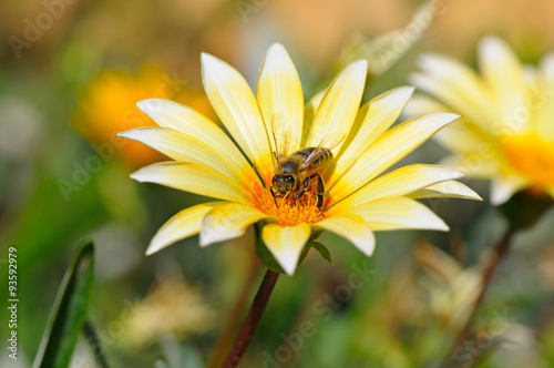 bee on a beautiful flower