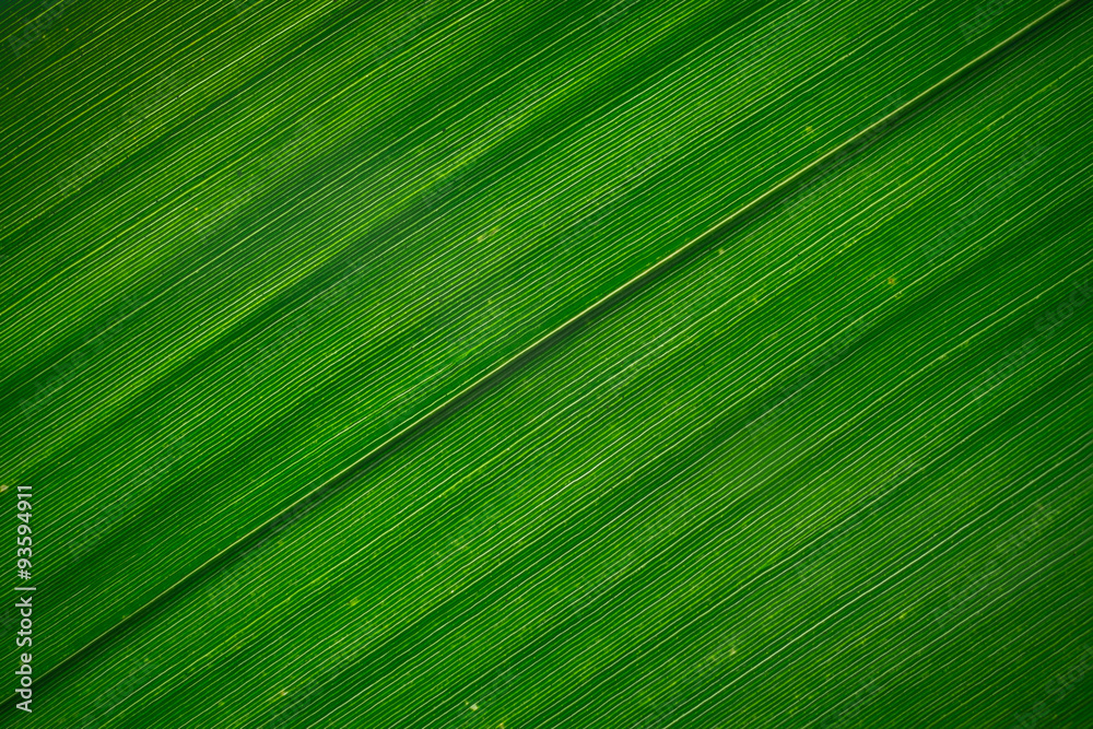 Bamboo leaf texture Bamboo leaf texture