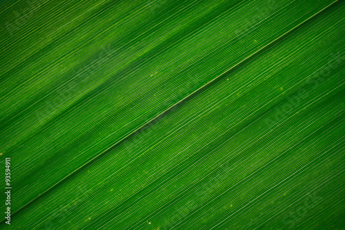 Bamboo leaf texture