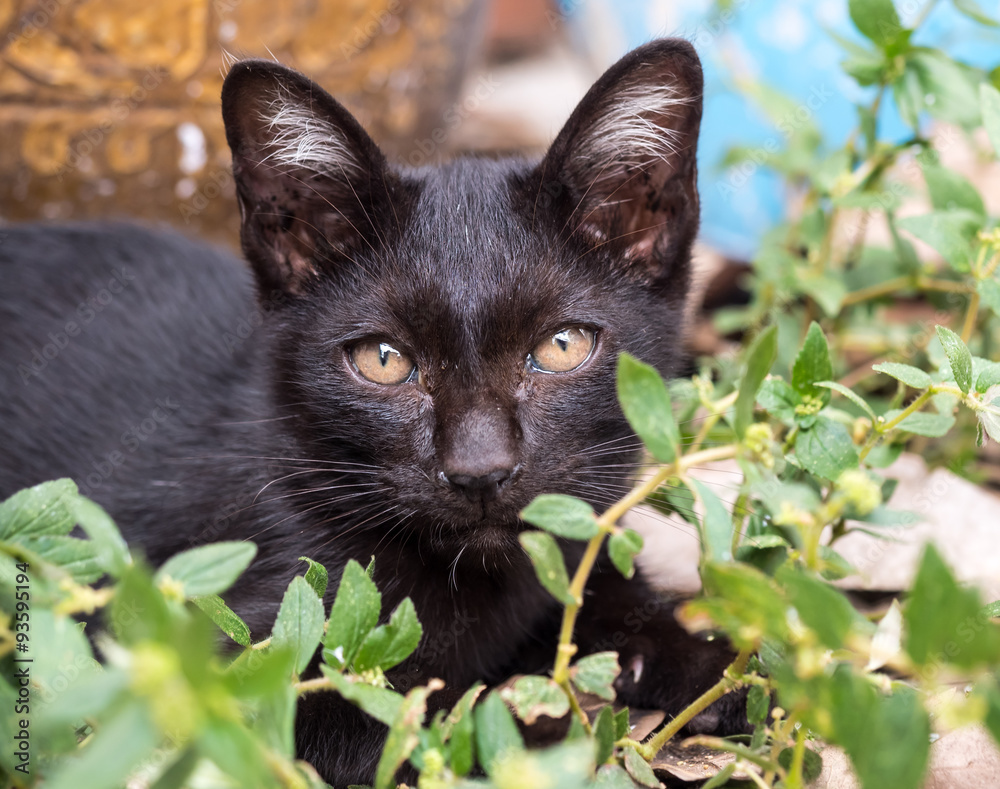 Little black kitten in garden