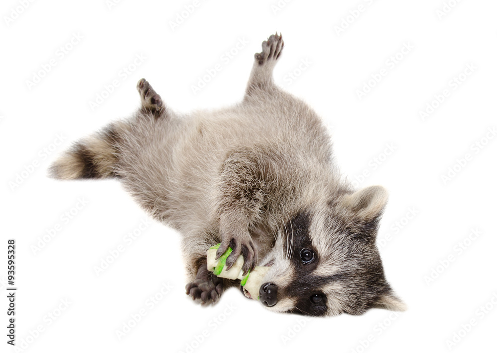 Obraz premium Funny raccoon chewing rawhide bone