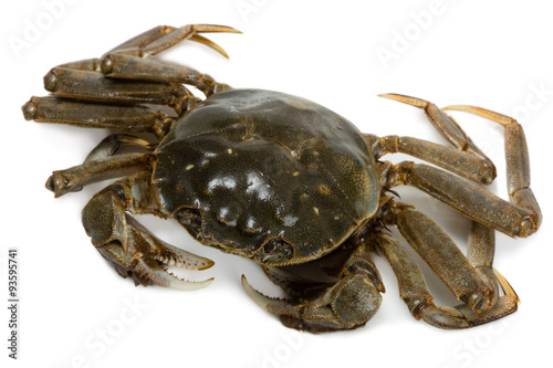 Fresh crab