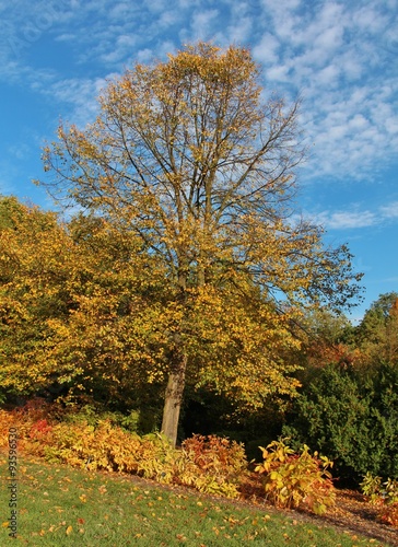 Autumn tree