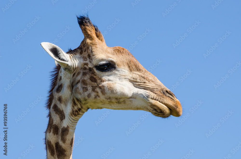 Obraz premium Giraffa - Sudafrica