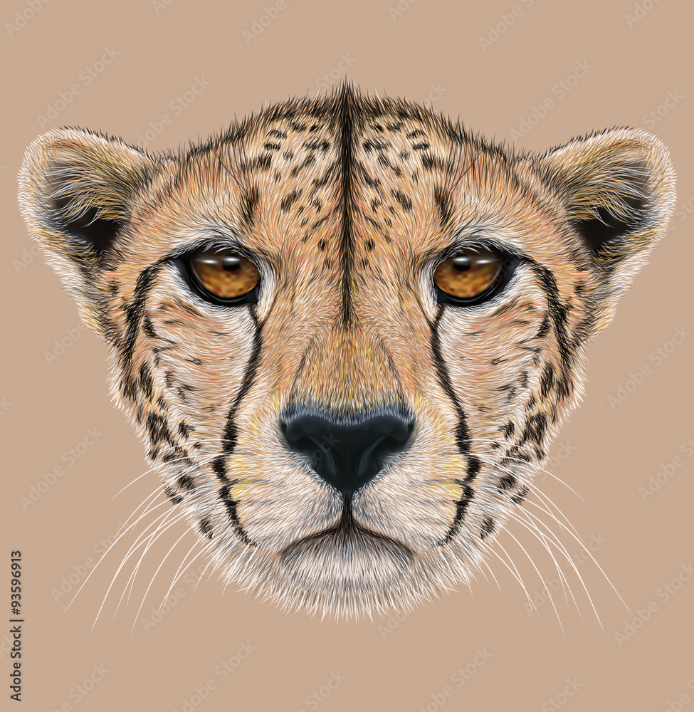 cheetah : r/drawing