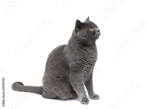 gray cat on a white background looking up.