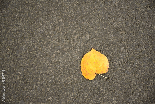 Yellow autumn leaf on the asphalt