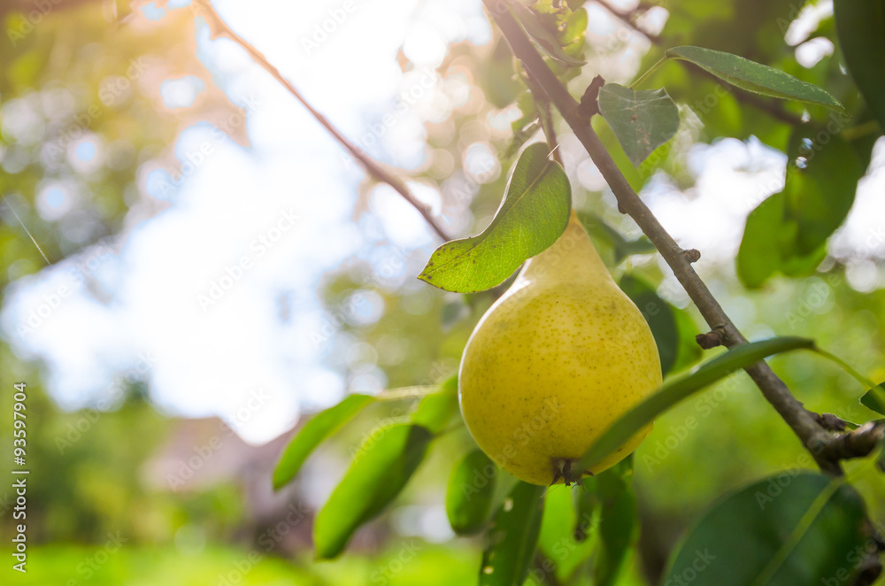 Ripe juicy sweet yellow pear hanging on a branch with green leafs and a sunny bright background suggesting healthy organic fruit with soft filters and effects aplied Ripe juicy sweet yellow pear hanging on a branch with green leafs and a sunny bright background suggesting healthy organic fruit with soft filters and effects aplied