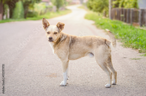 Cute sweet half breed dog on a rural road in a village looking at the camera with sunrays on the background and a warm light