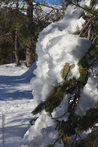 Snow cap on the tree in the forest