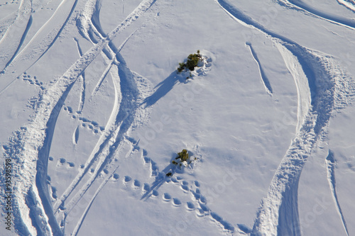 On soft snow traces of the ski and animals