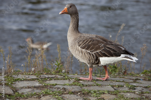 portrait of a greylag goose  (Anser anser)  in front of a river