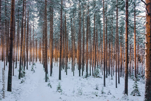 Winter Pine Forest
