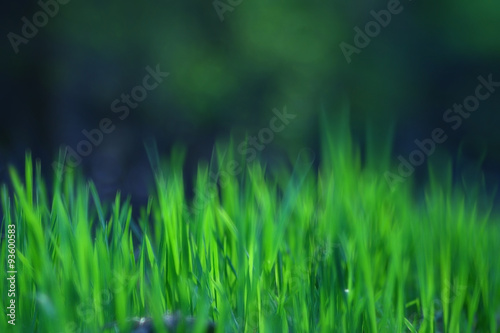 texture of fresh green grass