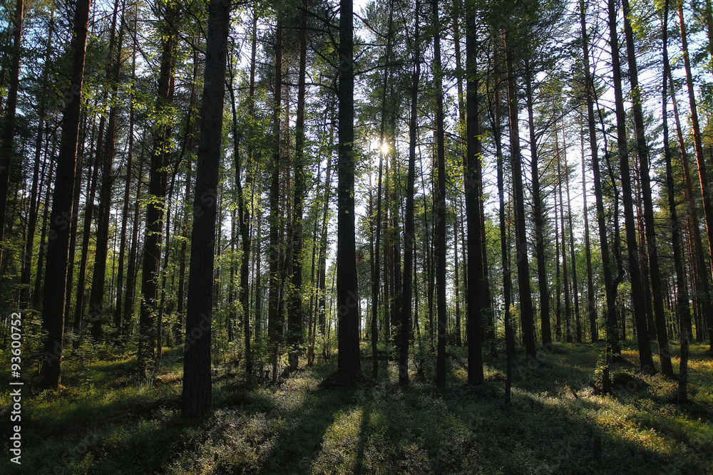 forest landscape in summer europe pine