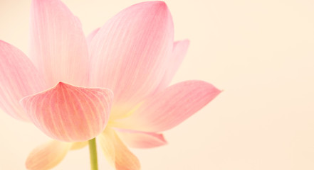 Papier peint photo Fleur de lotus Lotus rose doux en flou artistique  © number1411
