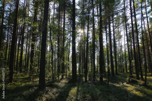 forest landscape in summer europe pine