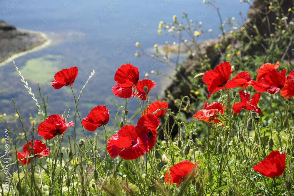 Fototapeta premium Red poppies at the seaside