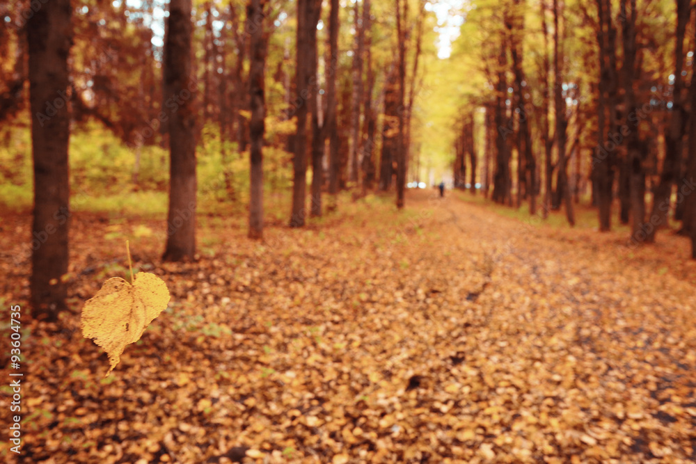 background autumn leaves in the park, nature