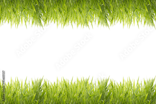 Green grass frame isolated on white background