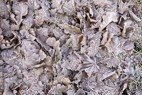 Frosty leaves.