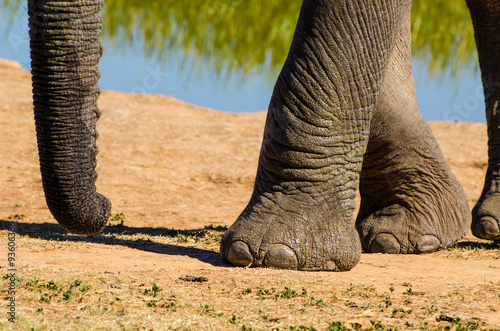 Zampa elefante unghie - Addo Elephants park - Sudafrica Stock Photo | Adobe  Stock