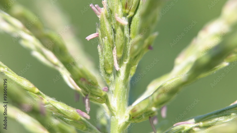 Corn top tassel pollen macro close P HD 2512 Corn top tassel pollen macro close P HD 2512