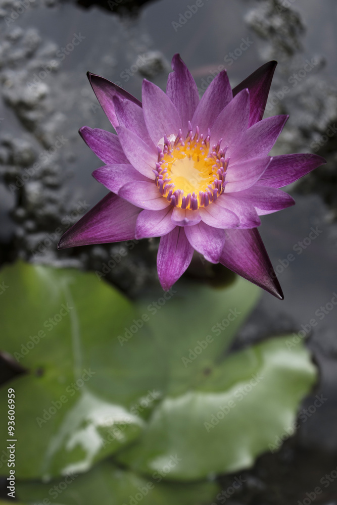 Fototapeta premium Flor de nenufar