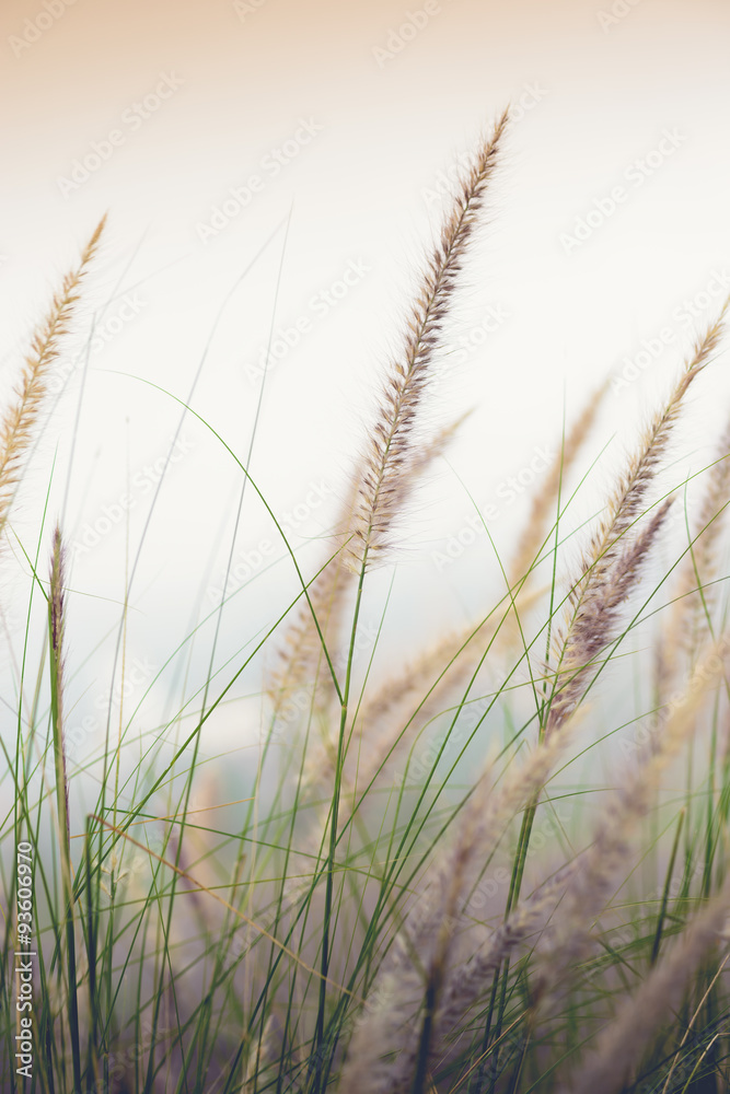 Fototapeta premium Grass flower in morning mist