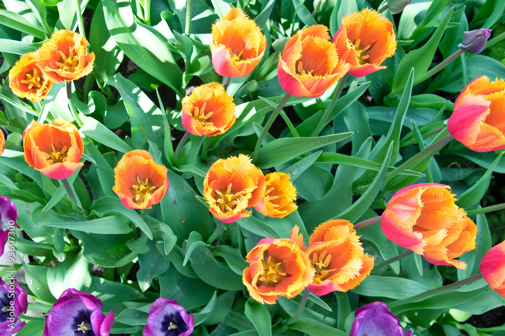 Orange tulips in flower bed