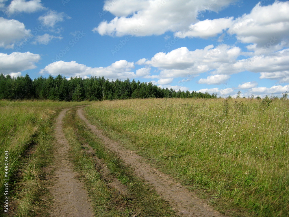 road through a meadow in the forest
