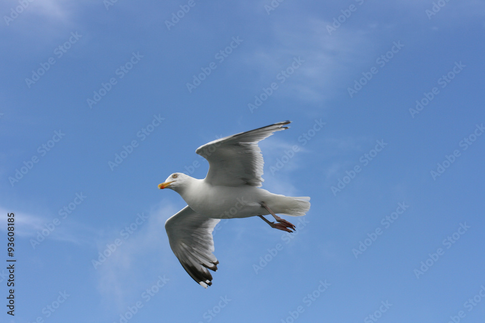 flying gull  (Larus argentatus)