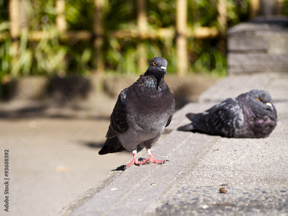 Obraz premium 公園の鳩