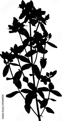 wild black plant blooms on white