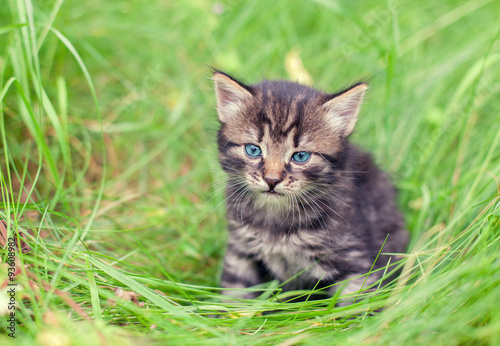 Little kitten sitting in a tall grass